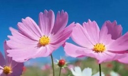 成长-在线观看,在线观看，见证蜕变瞬间